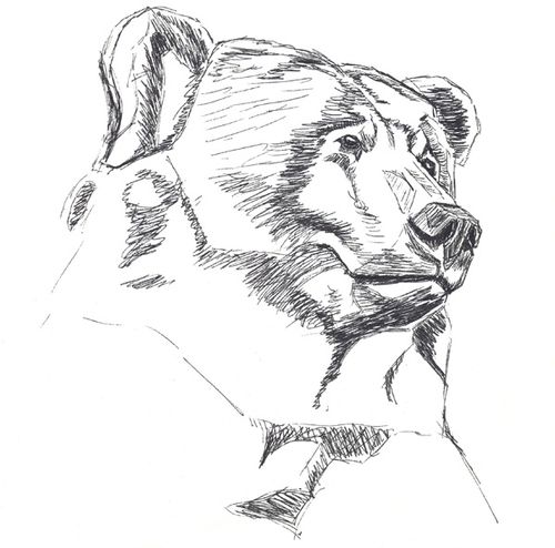 500x494 Bear Head Sketch Illustrations Sketches, Bears And - Bear Head Sketch