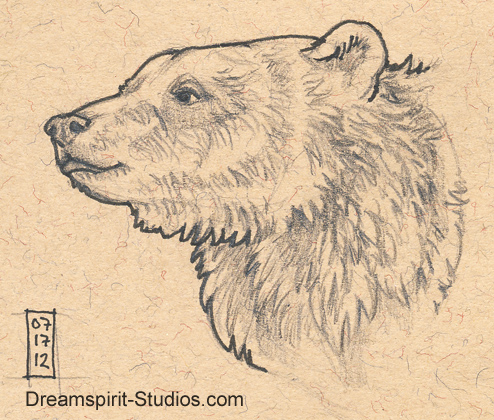 494x420 Bear Head Sketch By Dreamspirit - Bear Head Sketch