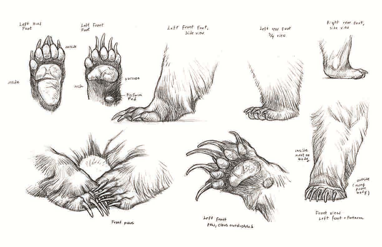 1224x792 Bear Paws Drawing Reference And Sketches For Artists - Bear Paw Sketch