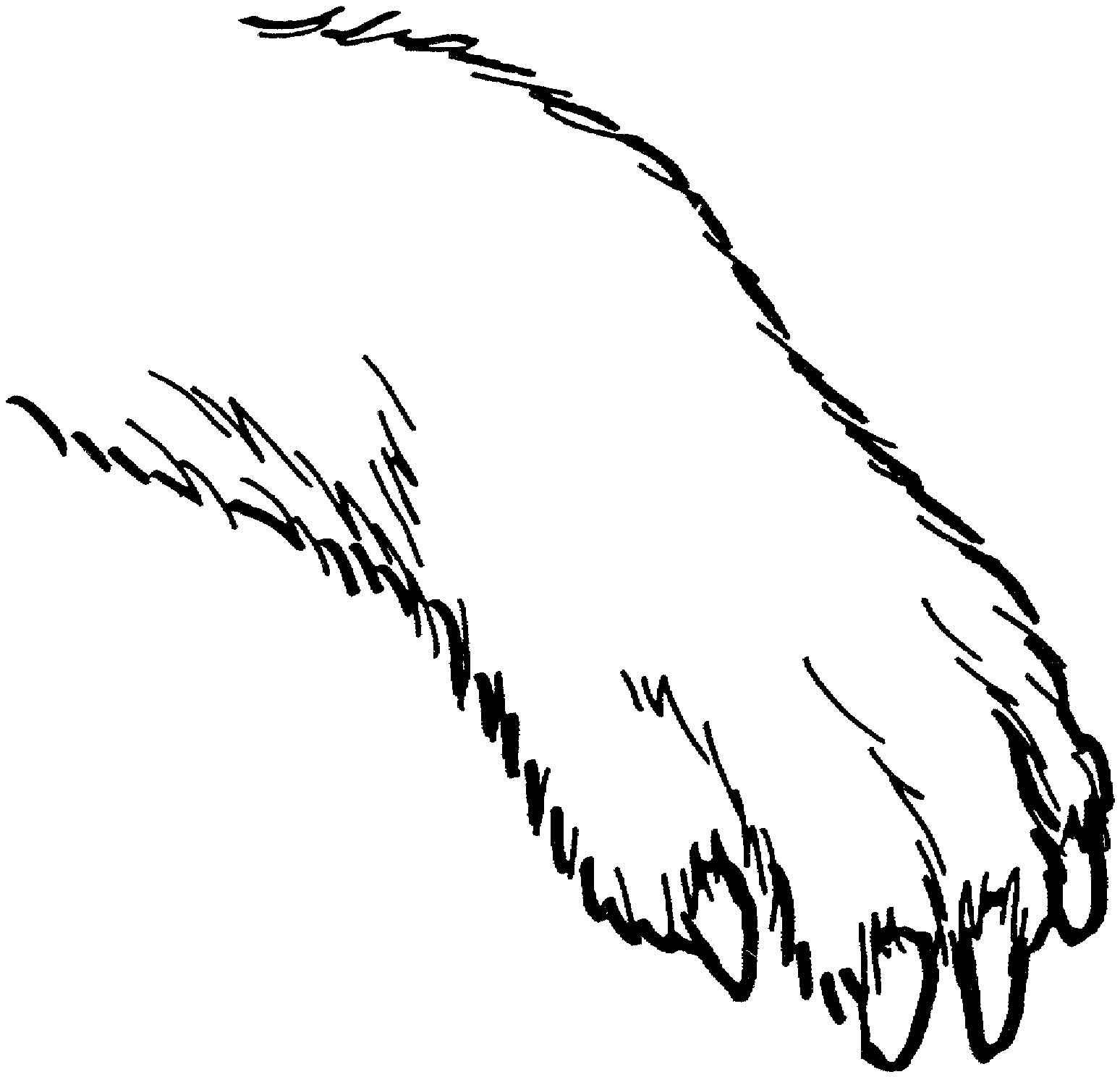 1548x1488 Free Bear Coloring Pages - Bear Paw Sketch