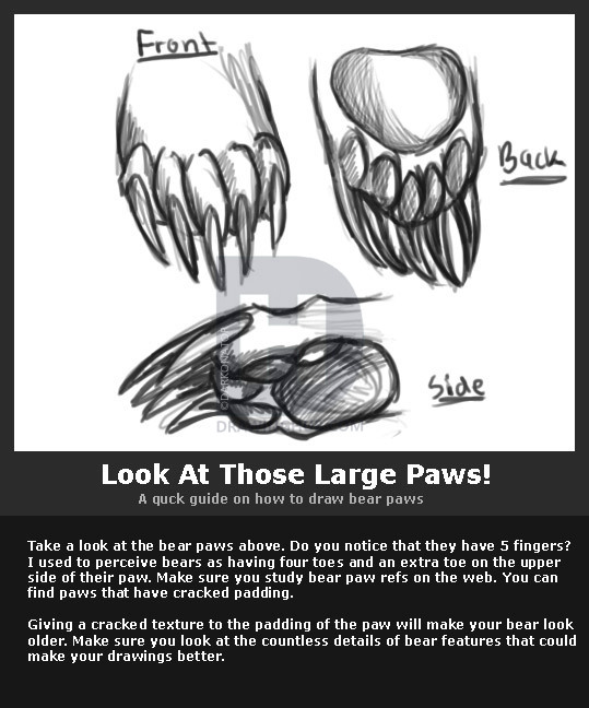 539x648 How To Draw A Cartoon Bear, Step By Step, Drawing Guide, By - Bear Paw Sketch
