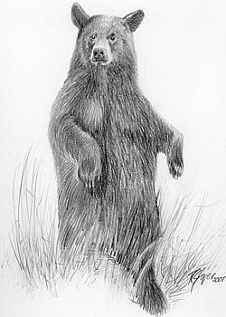 250x350 Black Bear Drawings In Pencil Click Here For A Painting Of A - Bear Pencil Sketch