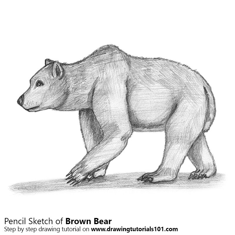 800x800 Brown Bear Pencil Drawing - Bear Pencil Sketch