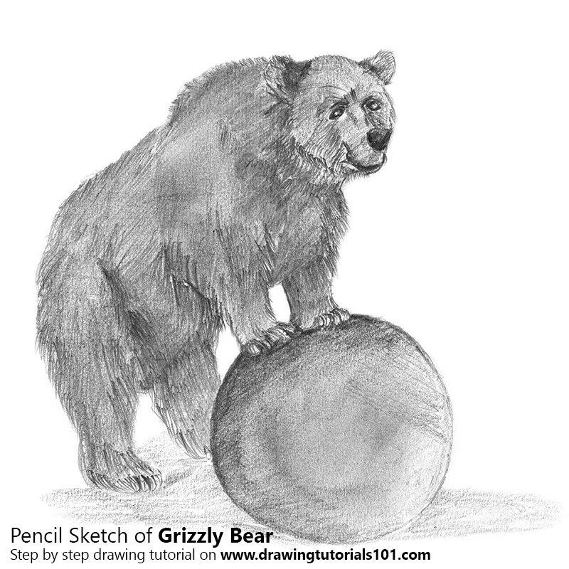 800x800 Grizzly Bear Pencil Drawing - Bear Pencil Sketch