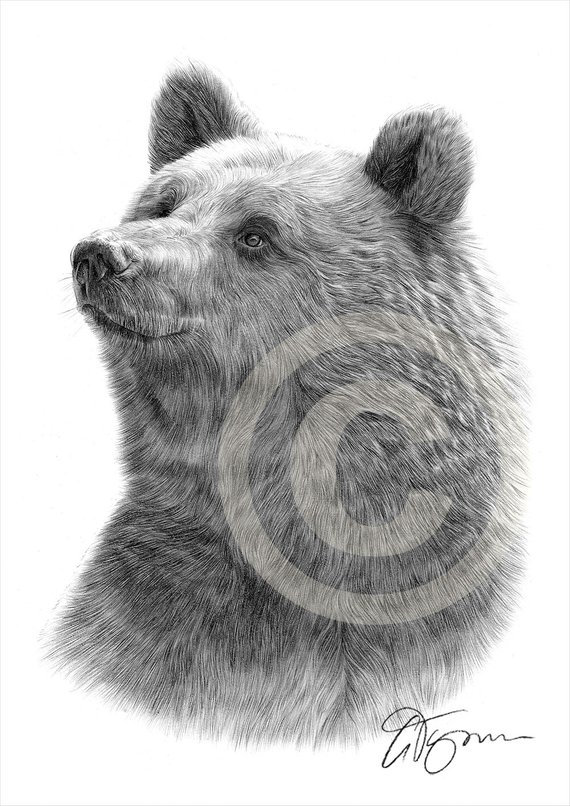 570x806 Grizzly Bear Pencil Drawing Print Animal Art Artwork Etsy - Bear Pencil Sketch