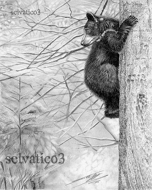 512x640 42 Incredibly Realistic And Adorable Pencil Illustrations Of - Bear Pencil Sketch