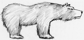 360x173 How To Draw A Bear In Simple Steps Like A Pro - Bear Pencil Sketch
