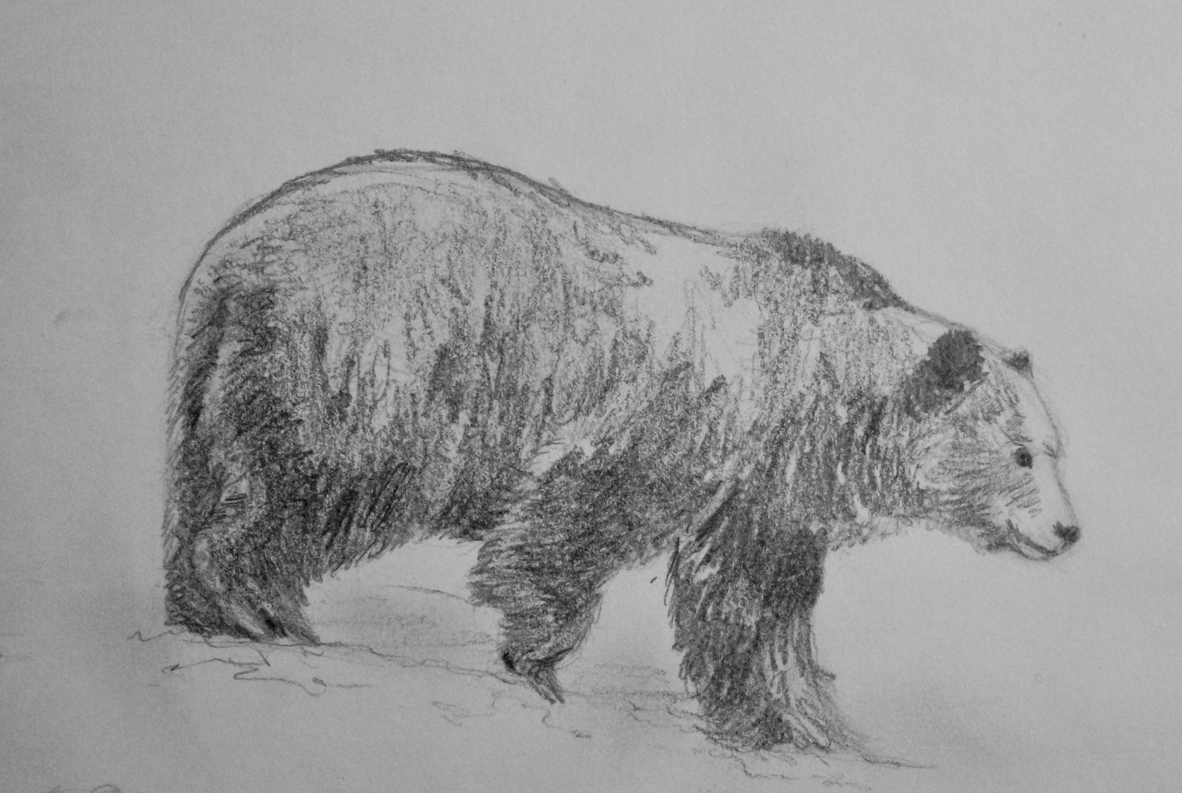 Bear Pencil Sketch at PaintingValley.com | Explore collection of Bear ...
