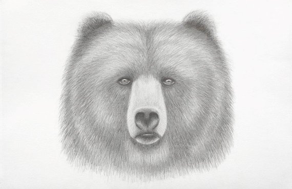 570x369 Bear Spirit Pencil Drawing Art 11x17 Printart Printpencil Etsy - Bear Pencil Sketch