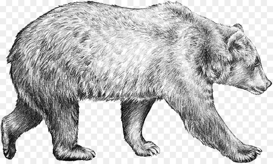 900x540 Brown Bear Drawing Grizzly Bear Sketch - Bear Sketch