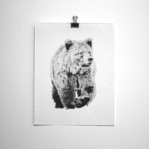 498x498 Grizzly Bear Sketch Print - Bear Sketch