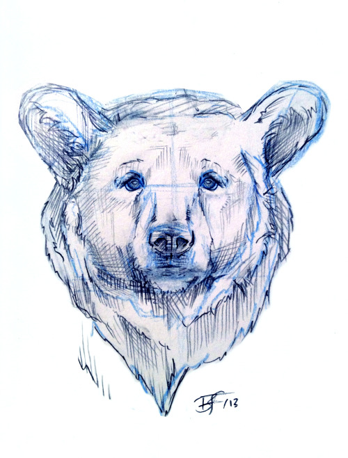 500x658 Little Freeman - Bear Sketch
