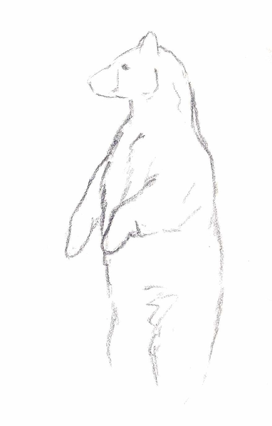 877x1376 Standing Black Bear Sketch - Bear Sketch