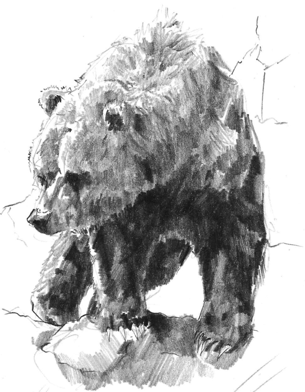 974x1252 Bear Sketch - Bear Sketch
