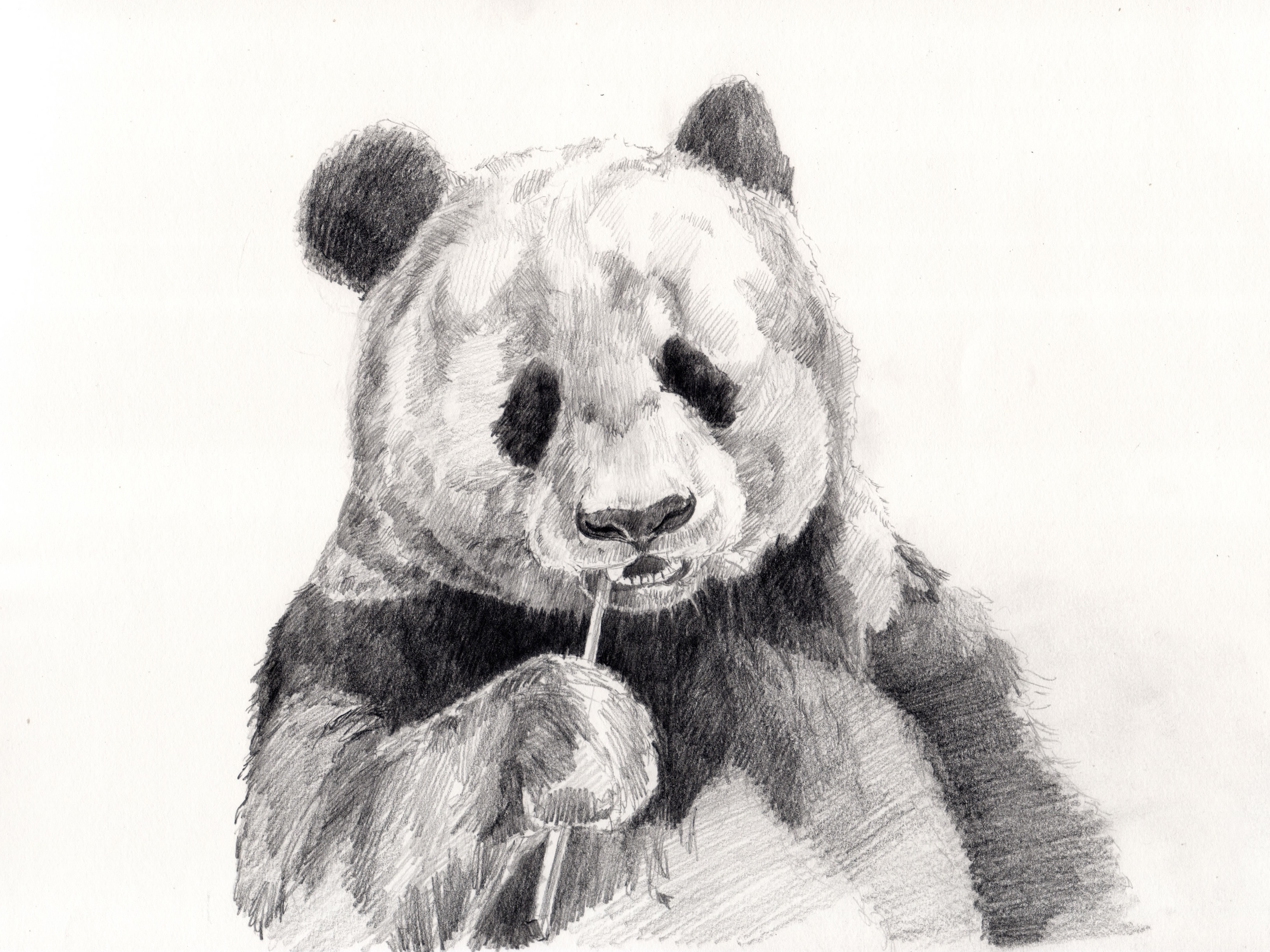 3213x2409 Free Images Black And White, Mammal, Toy, Teddy Bear, Sketch - Bear Sketch Art