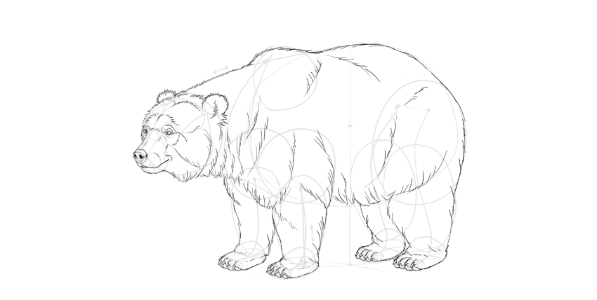 850x428 How To Draw A Bear - Bear Sketch Art