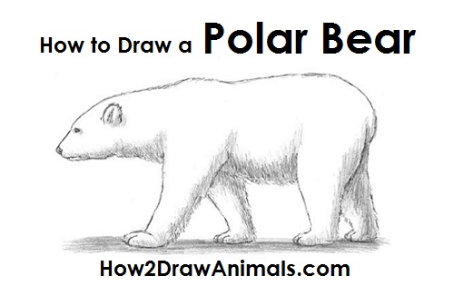 500x315 How To Draw A Polar Bear - Bear Sketch Art