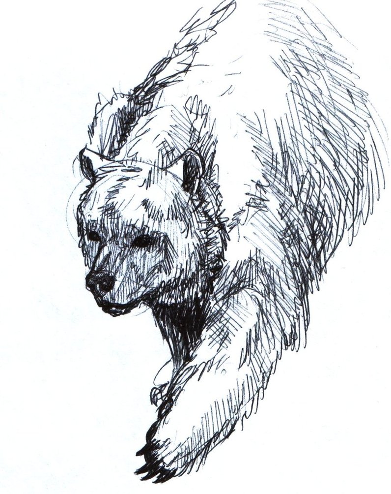 796x1004 Bear Sketch By Barely Sparrow - Bear Sketch Art