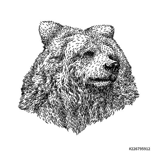 500x500 Bear Sketch Style. Hand Drawn Digital Illustration Of Beautiful - Bear Sketch Art