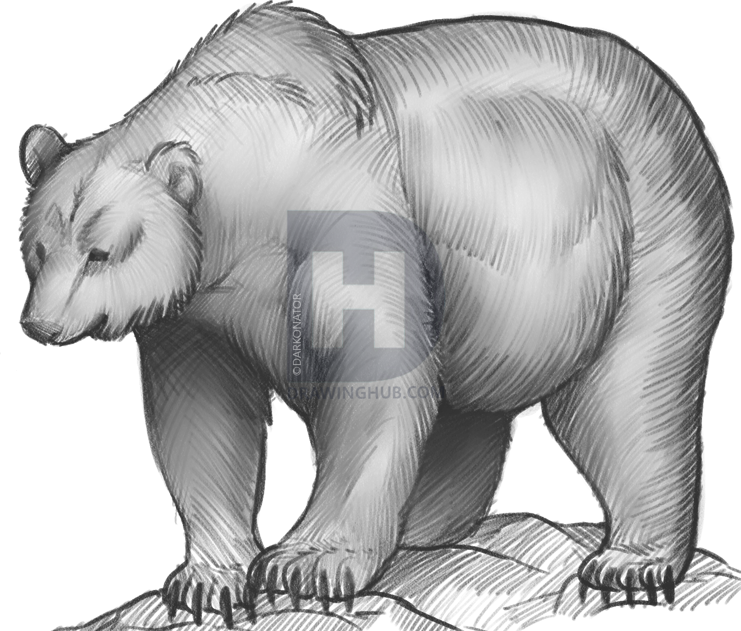 1520x1293 How To Sketch A Bear, Step By Step, Drawing Guide, By Darkonator - Bear Sketch Images