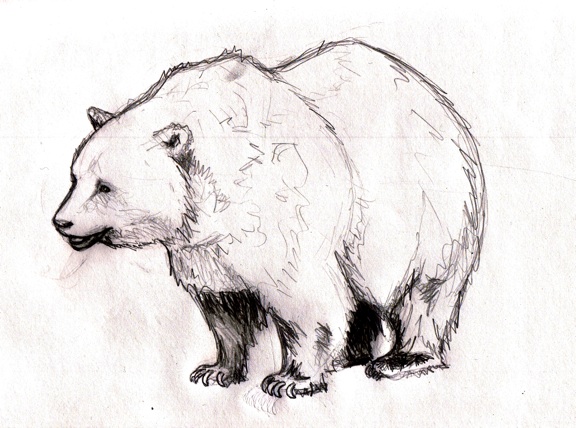 576x428 Bear Sketch Bats With Balloons - Bear Sketch Images