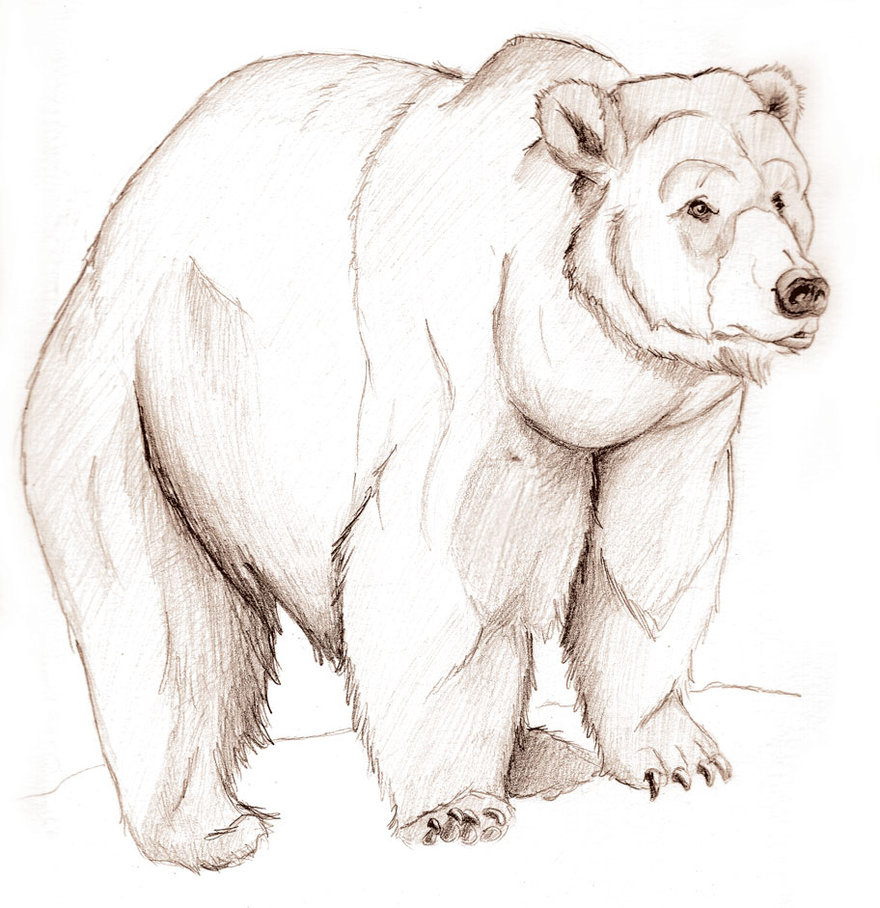 880x908 Bear Sketch.. By Ursusarctos - Bear Sketch Images