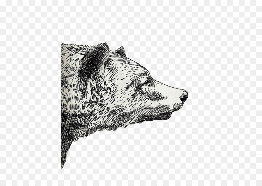 900x640 Drawing Grizzly Bear Sketch - Bear Sketch Tumblr