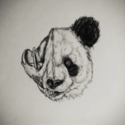 500x500 Polar Bear Drawing Tumblr - Bear Sketch Tumblr