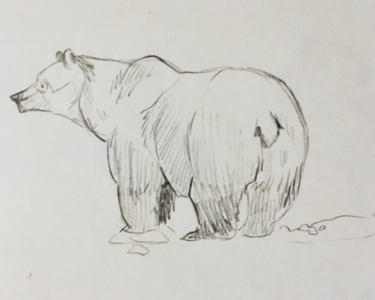 1280x1026 The Bear Interest Tumblr - Bear Sketch Tumblr