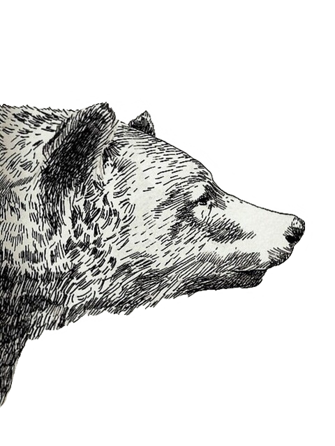 480x639 Drawing Grizzly Bear Sketch - Bear Sketch Tumblr
