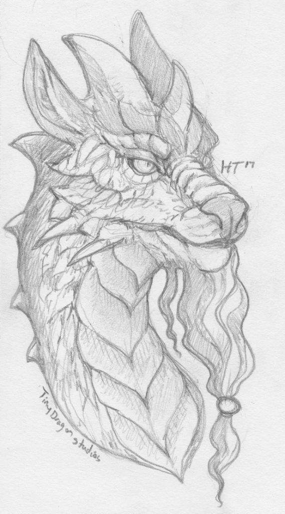 569x1024 Bearded Dragon Sketch Furry Amino - Bearded Dragon Sketch