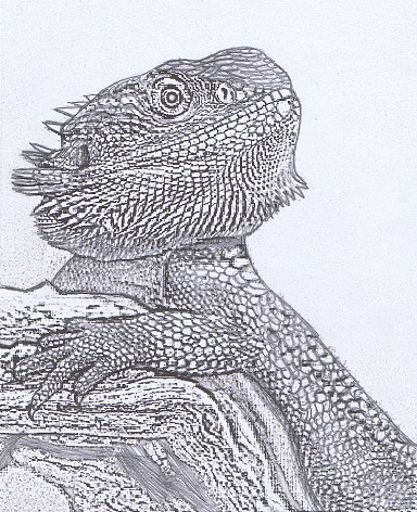 Bearded Dragon Sketch at PaintingValley.com | Explore collection of ...