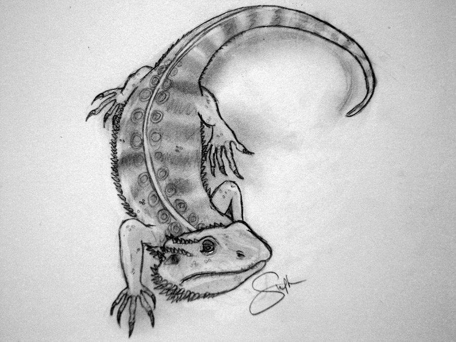900x675 Bearded Dragon Sketch By Underworld666chaos - Bearded Dragon Sketch