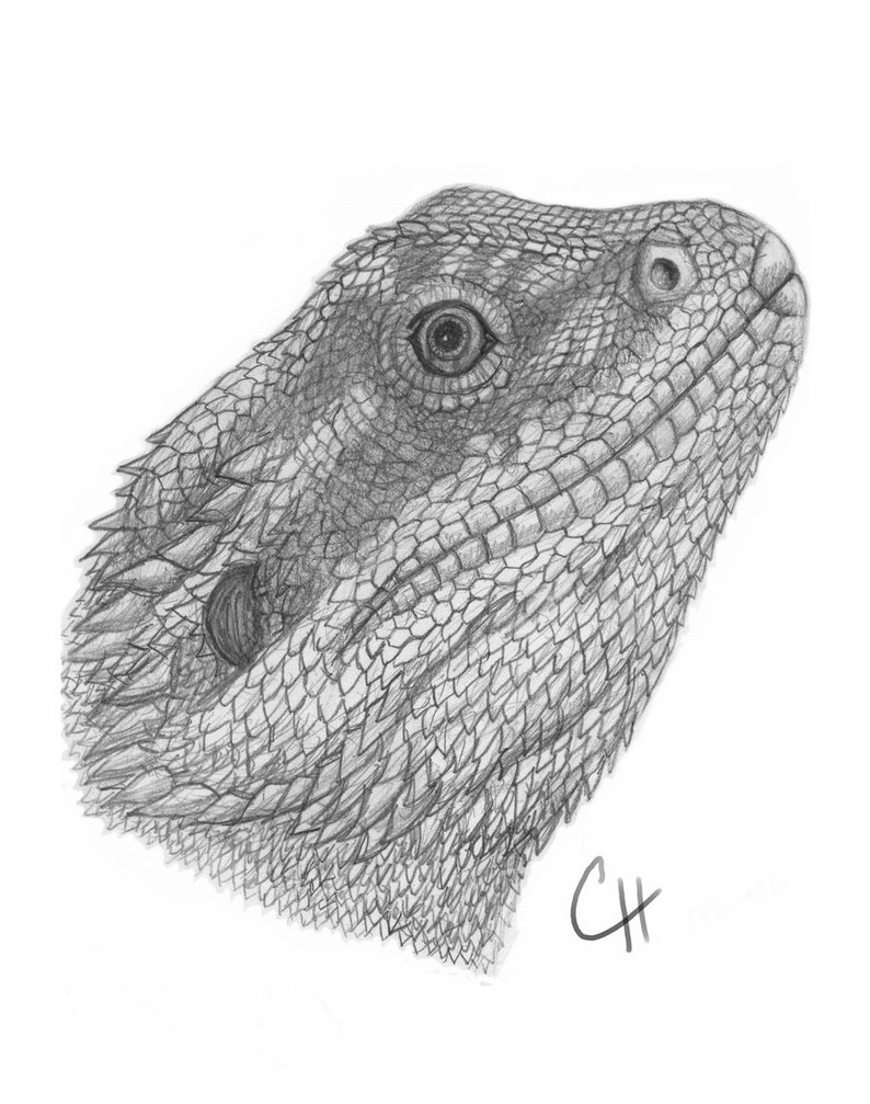 794x1007 Bearded Dragon By Reptile35 - Bearded Dragon Sketch