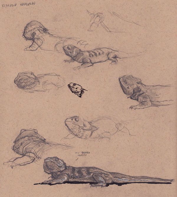600x668 Bearded Dragon Sketches By Richunkleskeletun Here Be Dragons - Bearded Dragon Sketch
