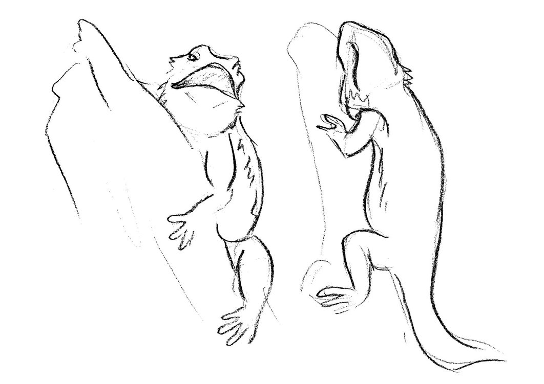 1062x751 Bearded Dragon Sketches By Adele Waldrom - Bearded Dragon Sketch
