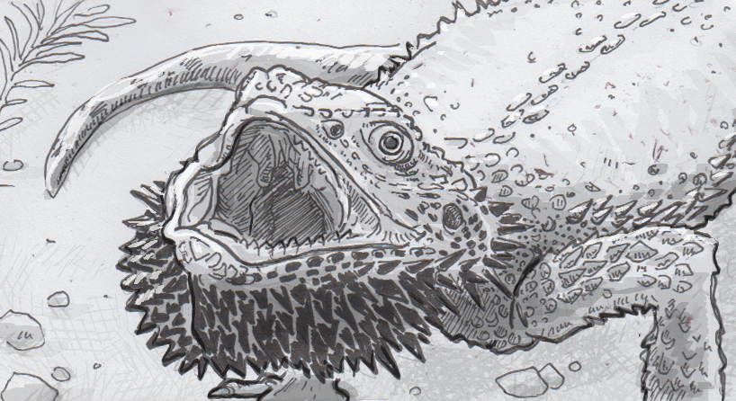 818x446 Bearded Dragons Can Recolor Bits Of Their Bodies Independently Of - Bearded Dragon Sketch