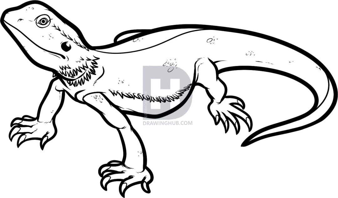 1080x633 How To Draw A Bearded Dragon, Bearded Dragon Lizard, Step By Step - Bearded Dragon Sketch