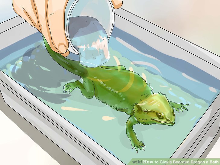 728x546 How To Give A Bearded Dragon A Bath 11 Steps (With Pictures) - Bearded Dragon Sketch
