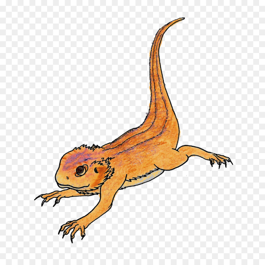 900x900 Rankins Dragon Cartoon Lizard Drawing Illustration - Bearded Dragon Sketch