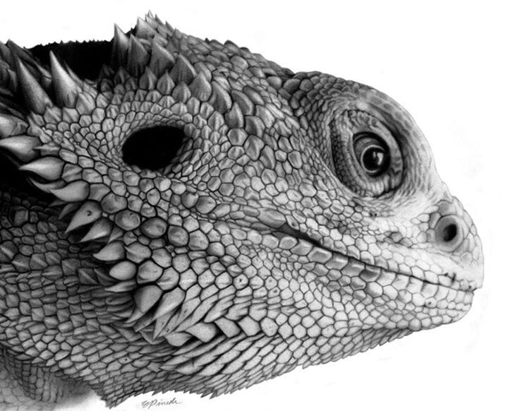 720x582 Reptile Stuff Amp Things I Like Bearded Dragon - Bearded Dragon Sketch