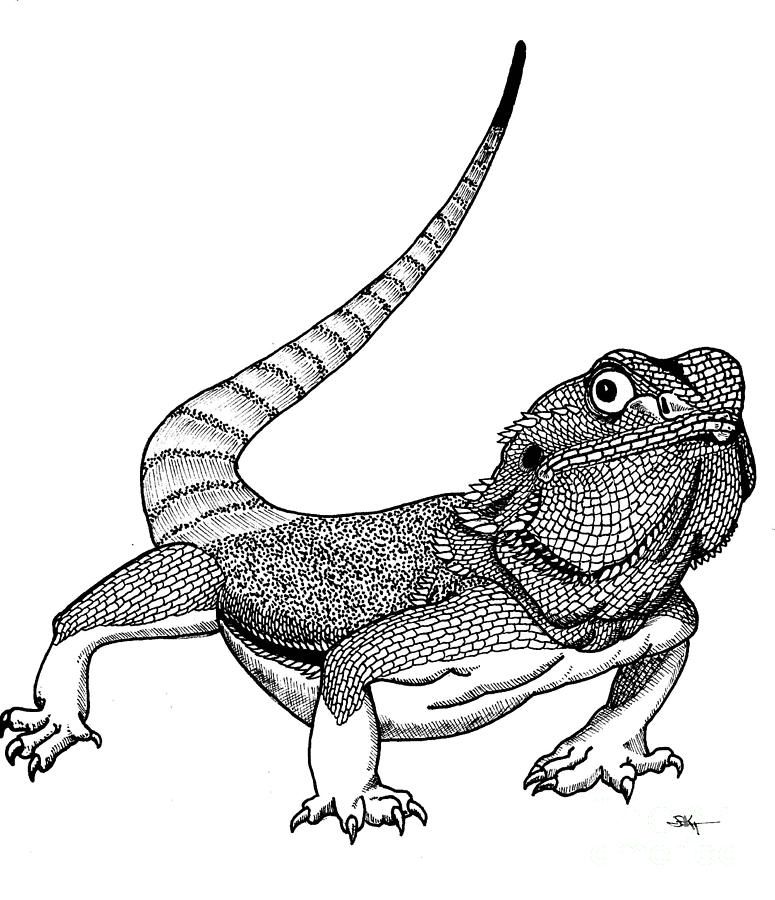 775x900 View Gallery With 37 Bearded Dragon Drawing Images Bearded - Bearded Dragon Sketch