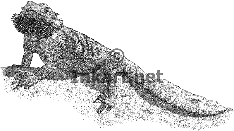800x447 Bearded Dragon (Pogona Vitticeps) Line Art And Full Color - Bearded Dragon Sketch