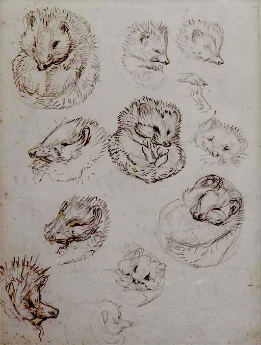 512x677 Los Dibujos Caros De Beatrix Potter In 2018 Hedgehog - Beatrix Potter Sketches