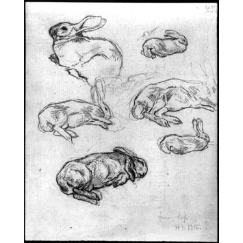355x355 Sketches Of Rabbits Lying Down Potter, Beatrix Vampa Search The - Beatrix Potter Sketches