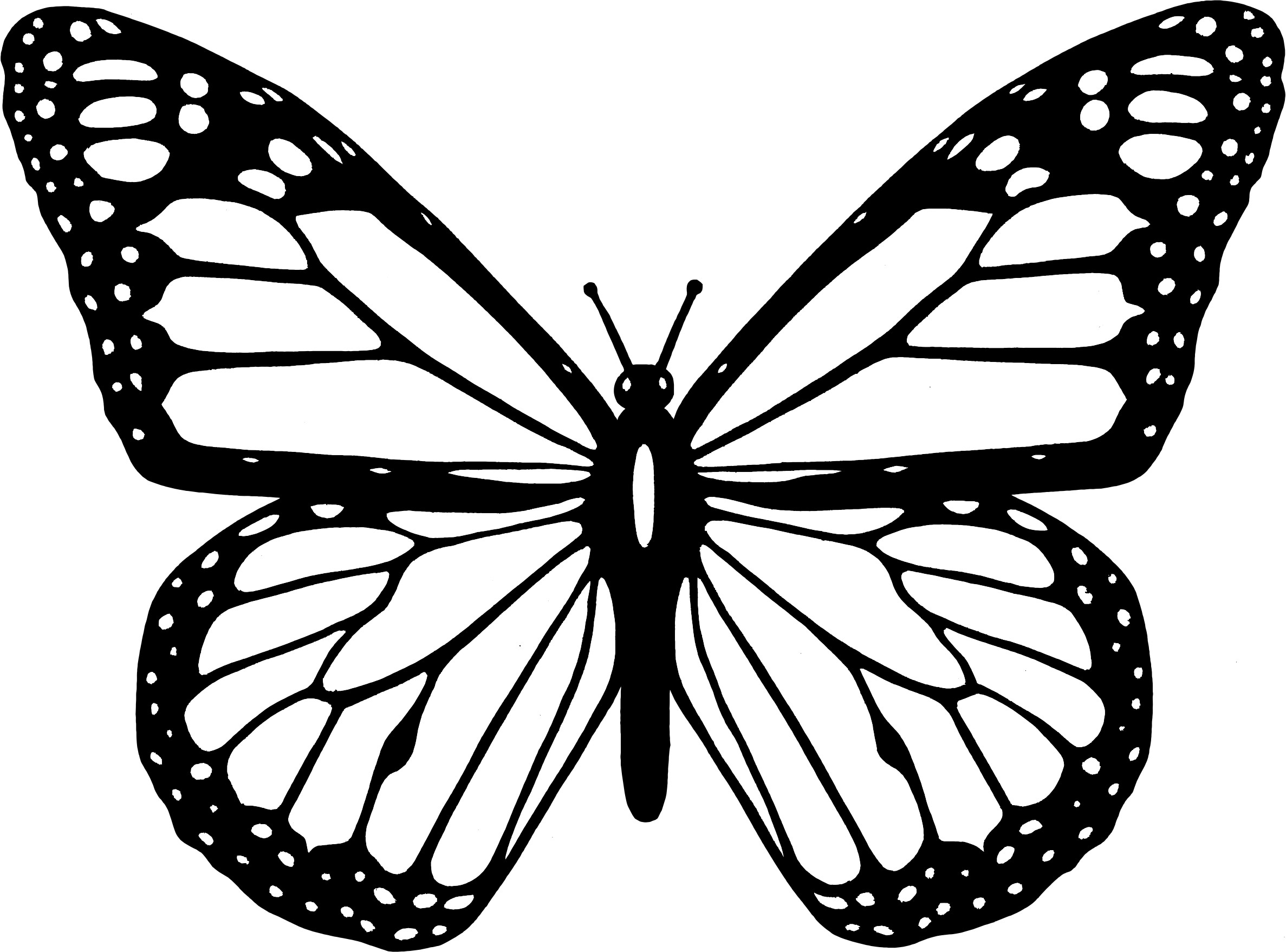 2374x1757 Beautiful Butterfly Coloring Pages 1961818 - Beautiful Butterfly Sketch