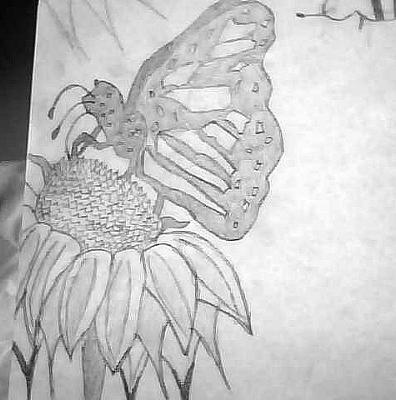 396x400 Beautiful Butterfly On A Flower - Beautiful Butterfly Sketch