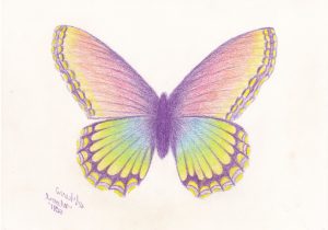 300x210 Butterfly On Flower Drawings With Color Butterfly On Flower Sketch - Beautiful Butterfly Sketch