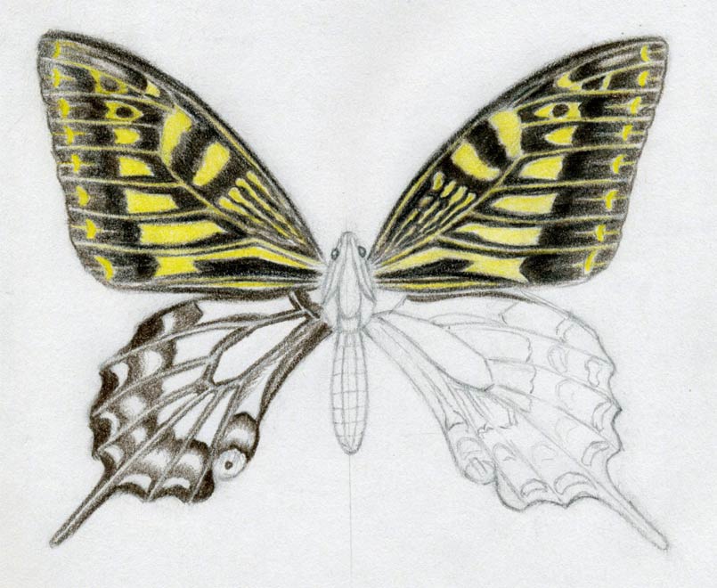 805x660 How To Draw A Butterfly. Surprisingly Easy! - Beautiful Butterfly Sketch