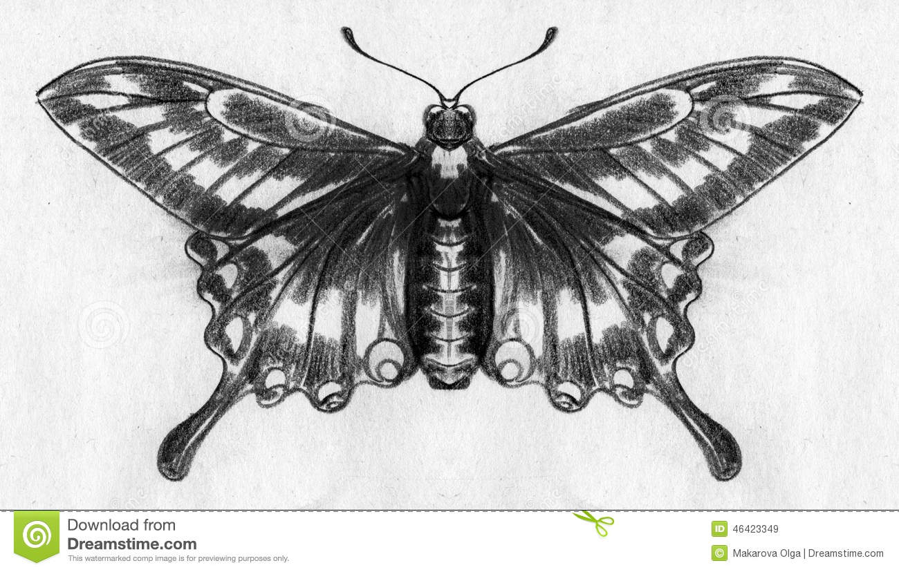 1300x828 Pencil Drawing Beautiful Butterfly Butterfly Sketch Stock - Beautiful Butterfly Sketch